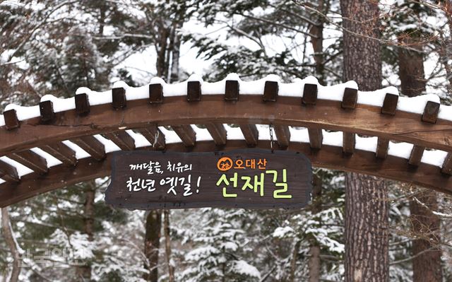 오대산 선재길. 월정사에서 계곡을 따라 상원사까지 연결돼 있다.
