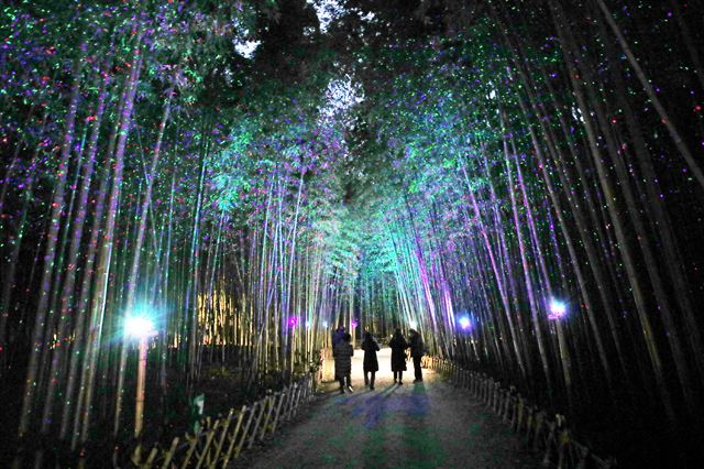 십리대숲 은하수길 야경.