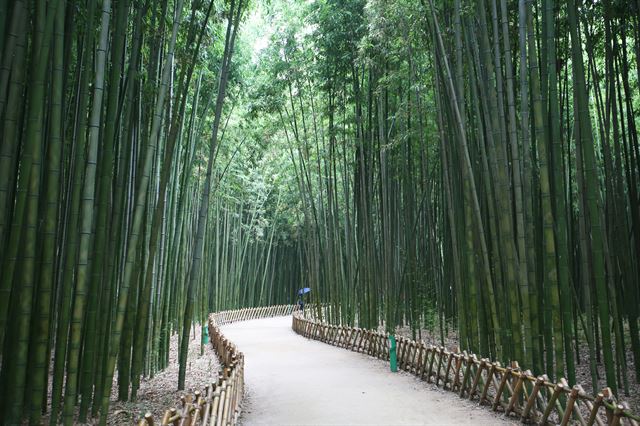 태화강국가정원의 십리대숲. 산책로를 걸으면 푸른 물이 뚝뚝 떨어질 것 같다.
