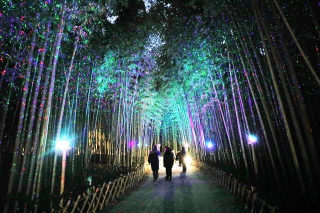 울산 태화강국가정원의 십리대숲 은하수길. 밤이면 산책로 주변이 경관 조명으로 환상적 분위기를 연출한다.