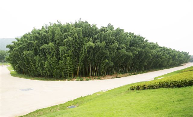 태화강 십리대숲의 역사는 길게 잡아 고려시대까지 거슬러 오른다.