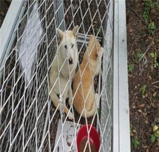 포획틀에 잡힌 들개. 서울시 제공