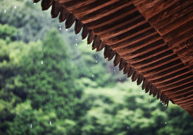 무위사 극락보전 처마 밑으로 빗물이 떨어진다. 건물에 단청이 없어 주변의 녹음이 한층 선명하다.
