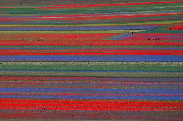 6일 이탈리아 중부 움브리아주 소도시 카스텔루치오의 광활한 대지에 화려한 꽃물결이 펼쳐져 있다. 카스텔루치오=로이터 연합뉴스