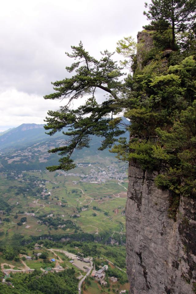 언스대협곡의 영객송. 손님을 맞이하는 소나무다.