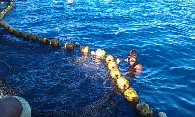 정치망 그물을 끌어올리기 전 어민과 협의한 뒤, 아쿠아리스트가 미리 입수해 필요한 물고기를 확보하기도 합니다