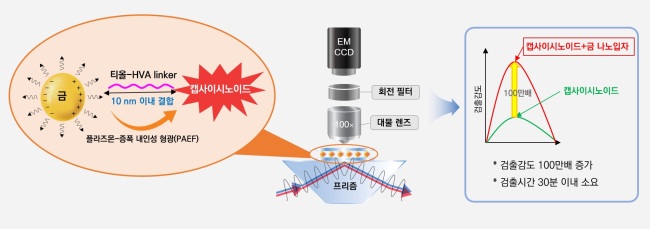 기존보다 검출 강도를 높인 캡사이시노이드 분석법.[제공=세계김치연구소]
