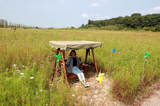코스모스꽃을 구경나온 한 시민이 흔들의자에 앉아 잠시 휴식을 취하고 있다(예천군 제공)