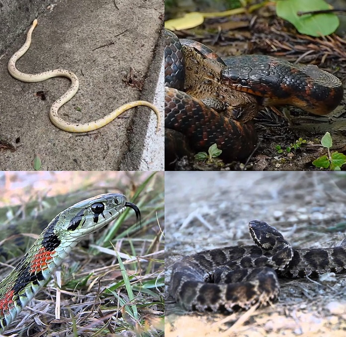 설악산국립공원사무소가 올해 날씨 영향으로 많은 수의 뱀이 공원 내 탐방로에 자주 출몰하고 있다며 탐방객들에게 뱀조심을 당부했다. 살악산공원에 서식하고 있는 뱀의 종류는 누룩뱀, 능구렁이, 유혈목이, 살모사 등이다. [유튜브 캡처]