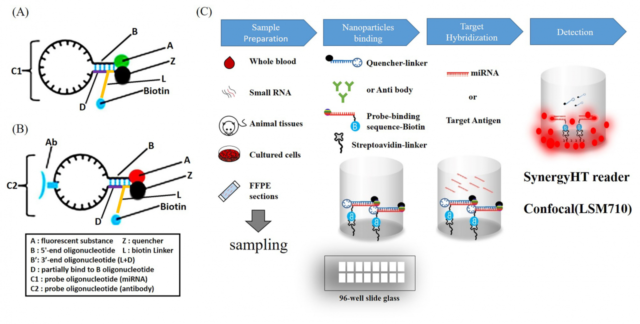 형광 나노 입자 키트의 개발 원리 [과기정통부 제공]