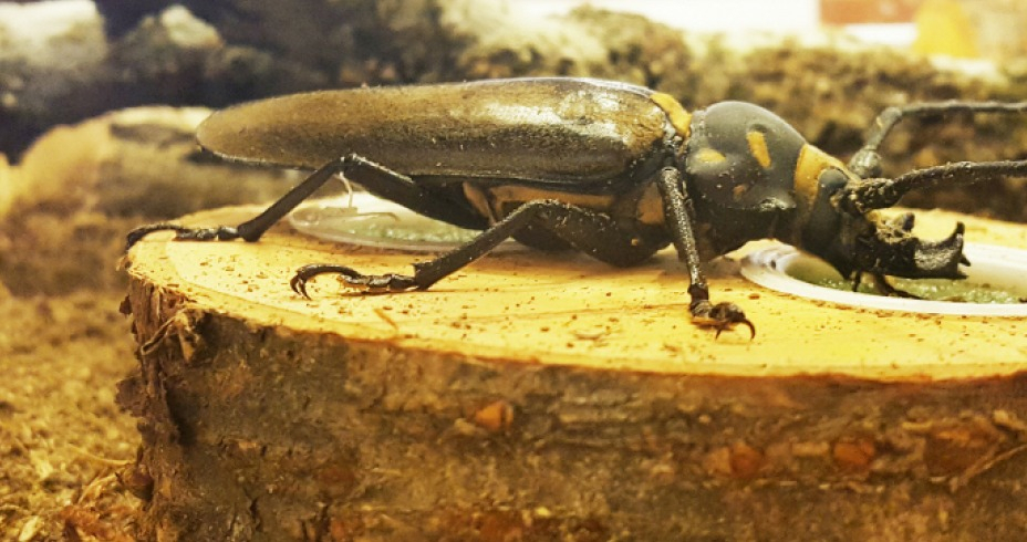 장수하늘소 성충 [국립과천과학관 제공]