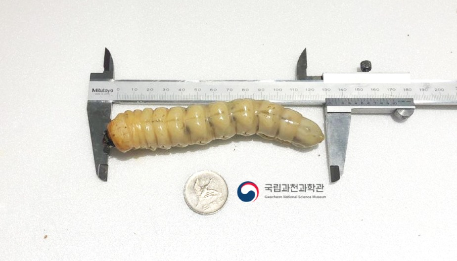 발견 당시 장수하늘소 유충 [국립과천과학관 제공]