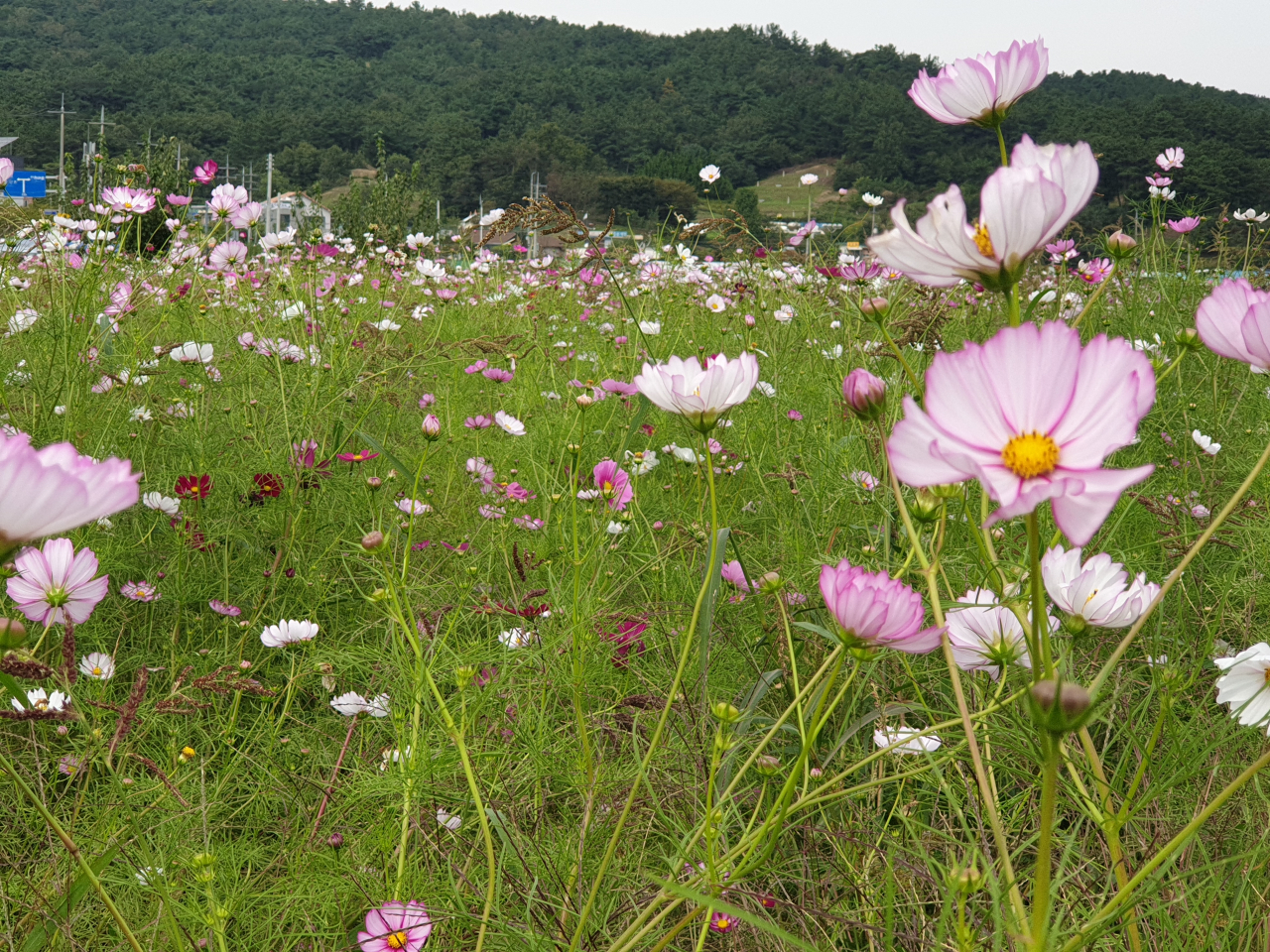대청호 500리길 인근에는 아름다운 코스모스가 한창 절정이다.