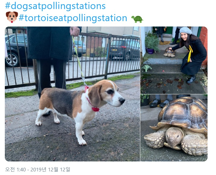 12일(현지시간) 영국 총선 투표소에서 목격된 애완견과 대형 거북 [마가렛 페리어 SNP 의원 트위터 갈무리]