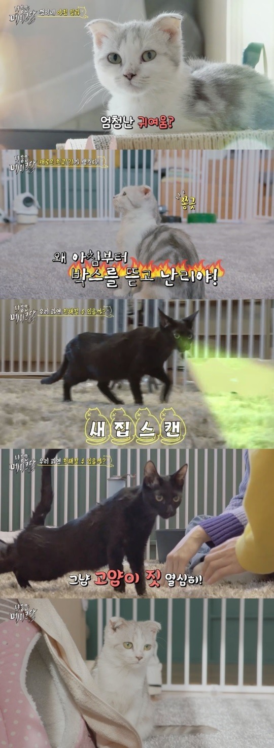 tvN : ‘냐옹은 페이크다’