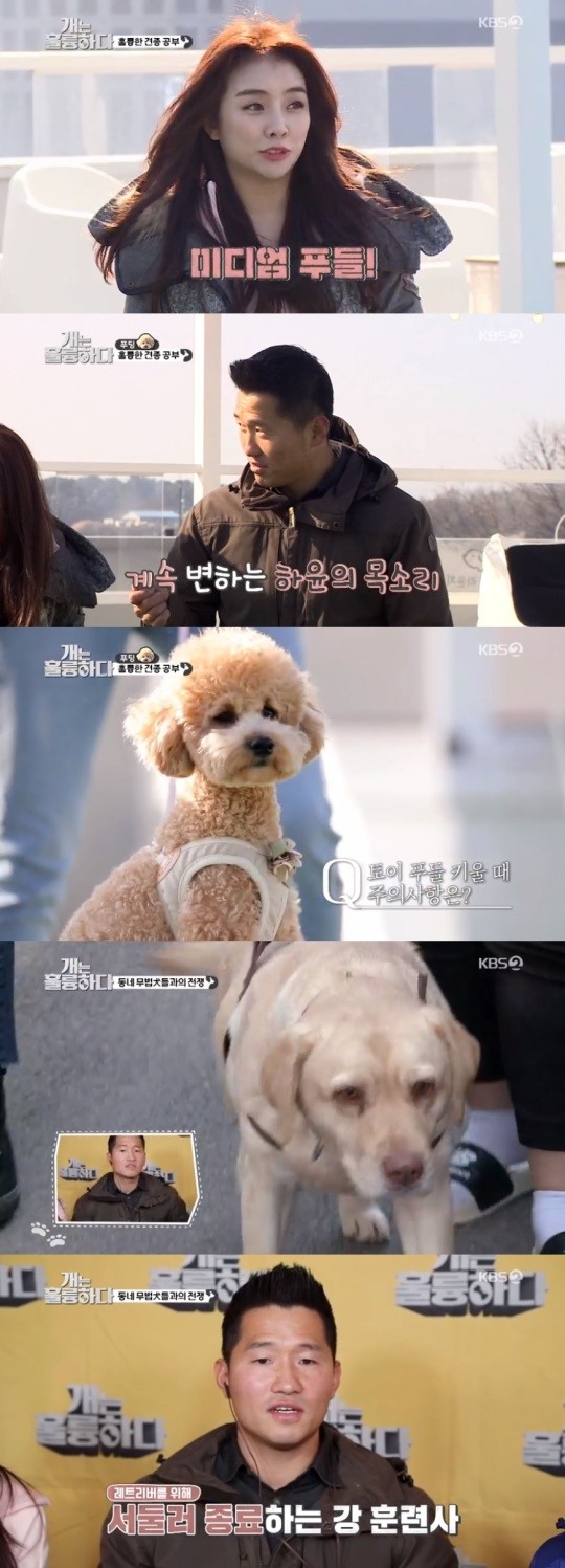 KBS2TV '개는 훌륭하다' 캡처