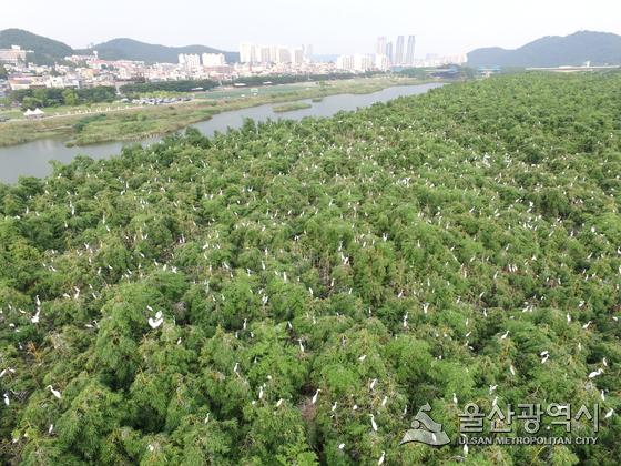 태화강 국가정원을 찾은 백로 떼가 장관을 연출하고 있다.