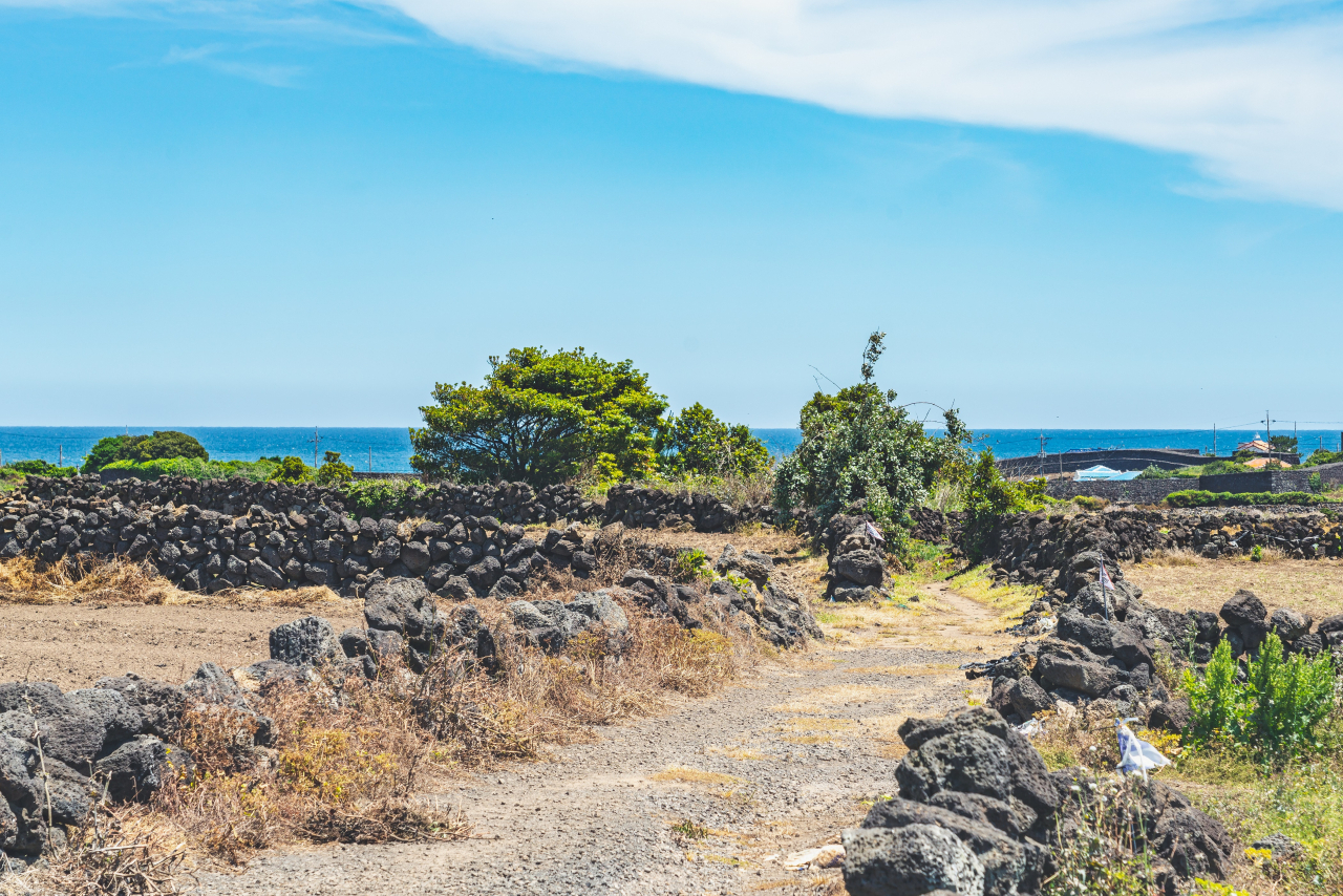담 길이로 기네스북에 오른 제주 올레길의 밭담