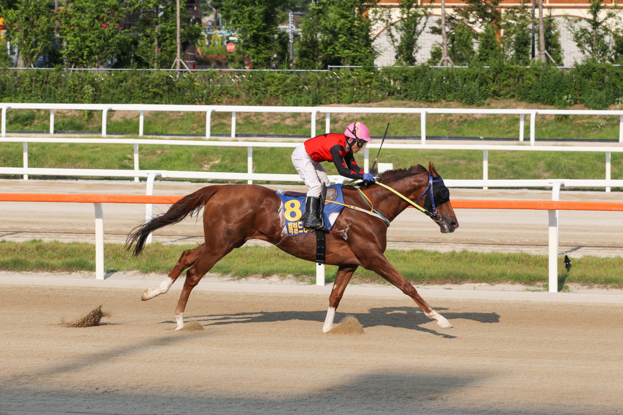 21일 헤럴드경제배 대상경주에서 1위로 결승선을 통과하며 대상경주 3연패를 달성하는 청담도끼./한국마사회 제공