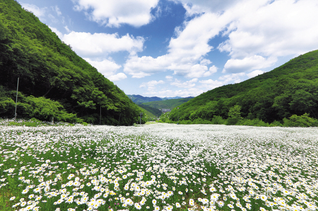 하이원리조트 하늘길의 야생화 군락지