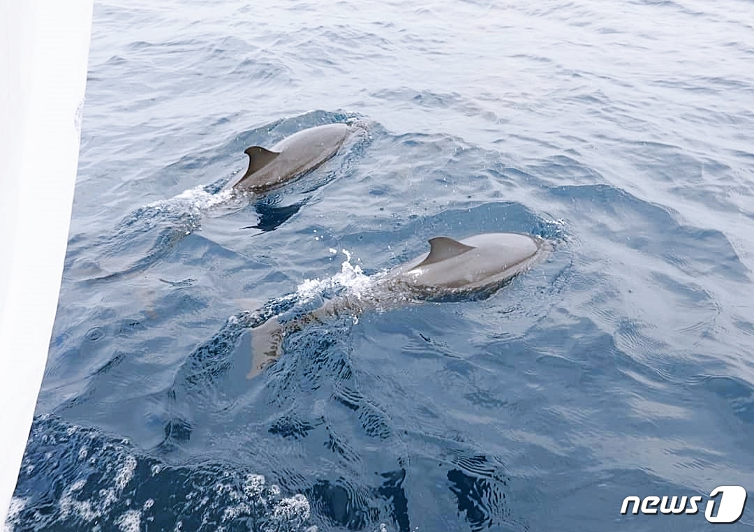 배 가까이 붙은 돌고래들© News1