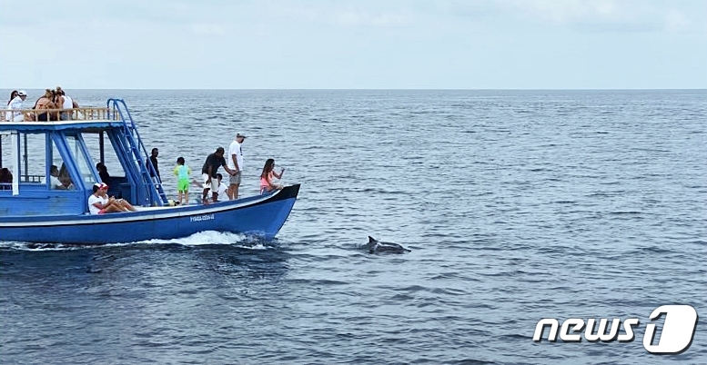 돌고래들은 워칭투어를 하는 사람들을 피하지 않고 오히려 배 주변을 헤엄치며 반긴다.© News1