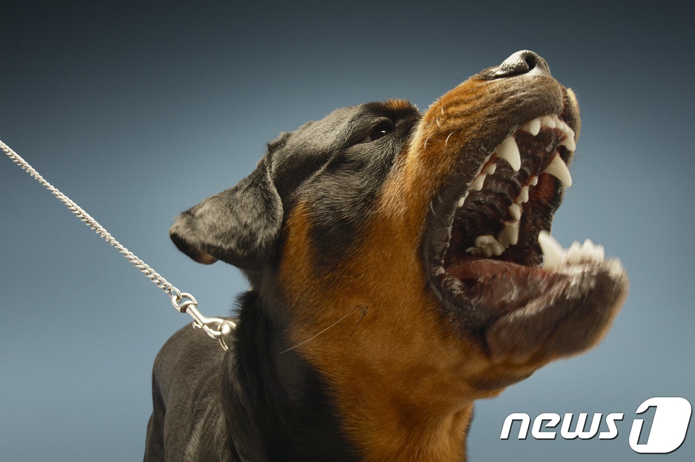 개들은 참아야 하는 이유가 충분하지 않으면 자제를 하기가 힘들고, 무조건 참으라고 하면서 보상을 주는 훈련은 한계가 있어 언젠가 자제력의 고갈로 폭발하게 된다.(자료사진 이미지투데이) © News1