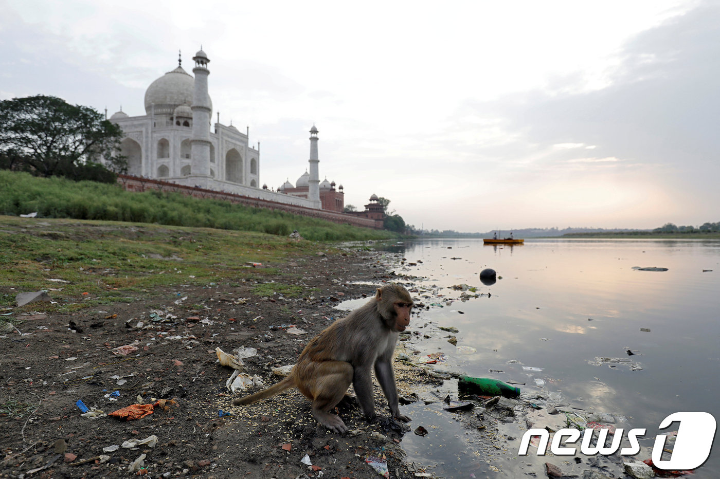 타지마할 인근의 강변에서 한 원숭이가 쓰레기 속에서 먹잇감을 찾고 있다. <자료사진> © 로이터=뉴스1