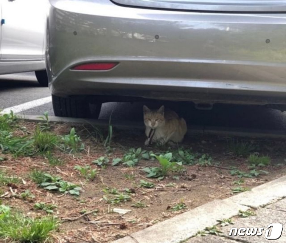 강남 대치동 한 아파트 단지에서 목에 노끈이 묶인 채 발견된 고양이는 3주 후 몸에 나무가지가 박혀 사체로 발견됐다. (사진 제보자 제공) © 뉴스1