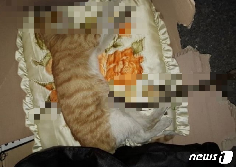 강남구 대치동 한 아파트 단지에서 몸에 나뭇가지가 박힌 채 죽은 고양이가 발견돼 주민이 경찰에 신고했다. (사진 제보자 제공) © 뉴스1