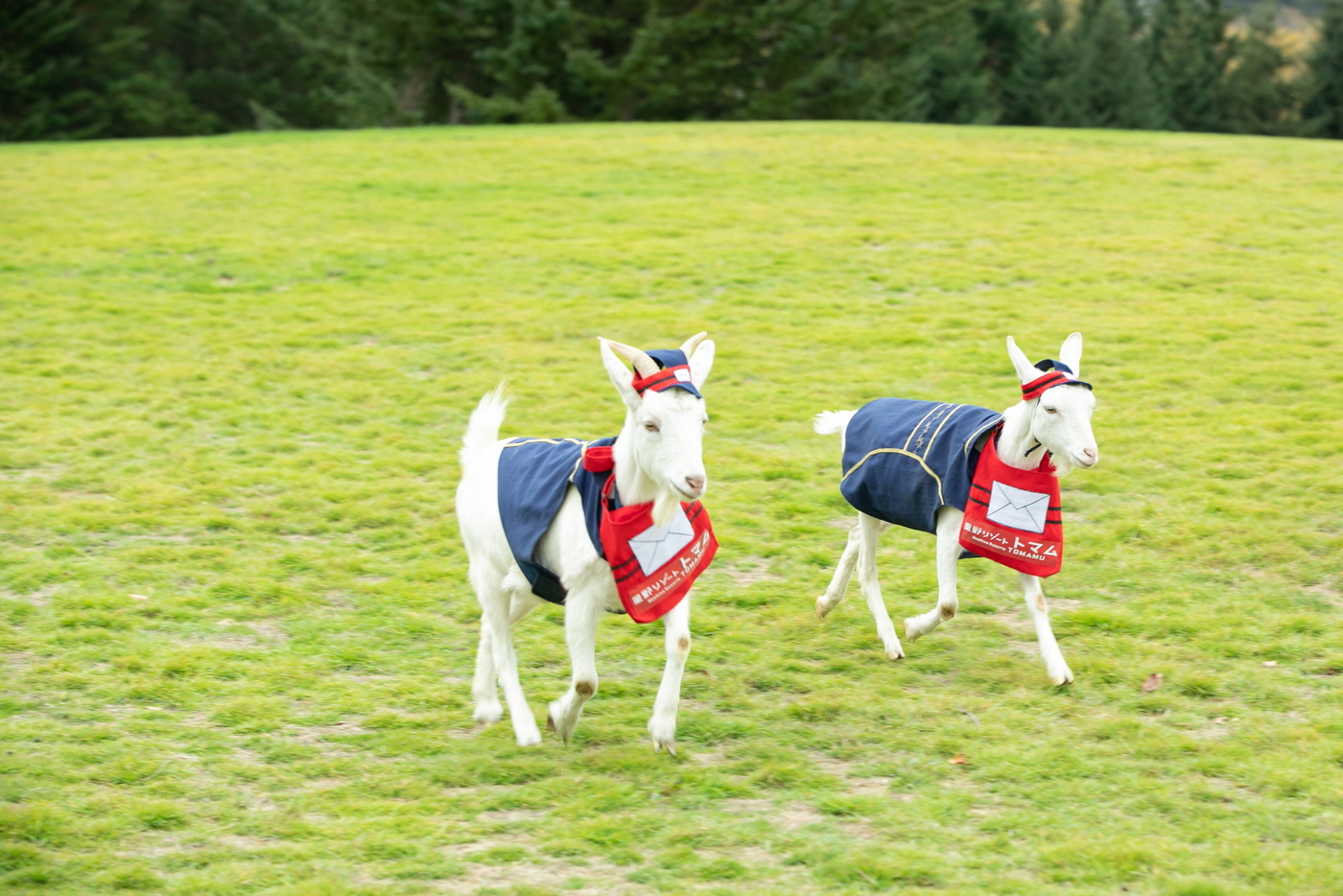 염소 우체부. ⓒNews1