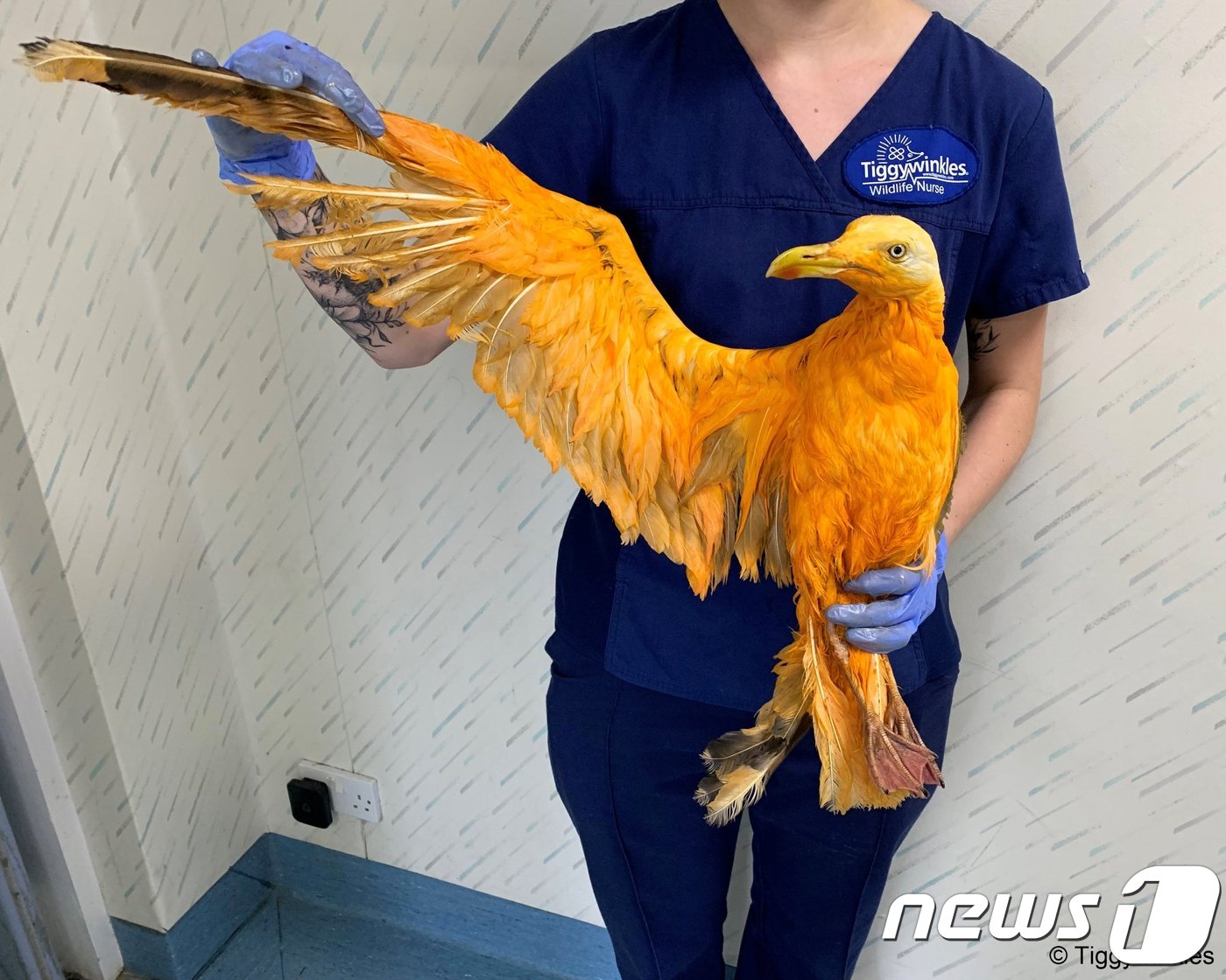 카레로 뒤덮인 갈매기. (티기윙클스)© 뉴스1