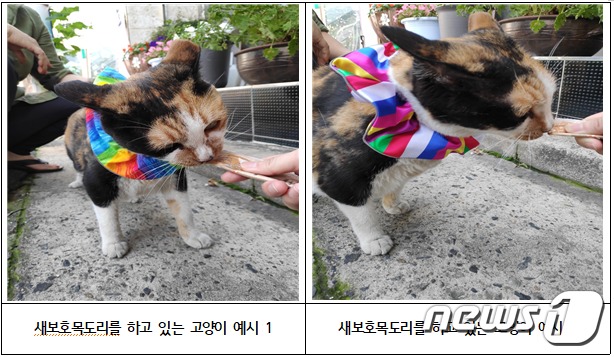 새보호목도리를 하고 있는 들고양이, 사진 환경부 제공 © 뉴스1