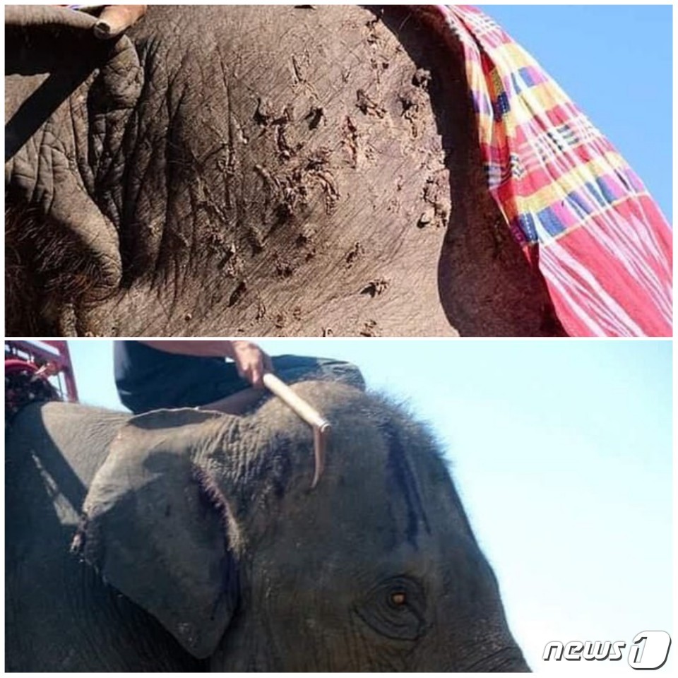 사진 아방다발릭(abang da balik) 트위터 캡처 /© 뉴스1