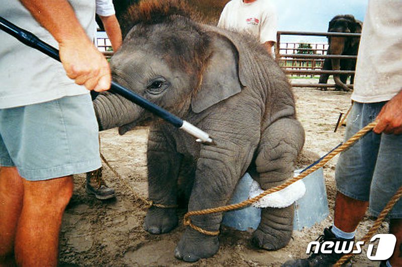 사진 동물보호단체 PETA 홈페이지 캡처 © 뉴스1