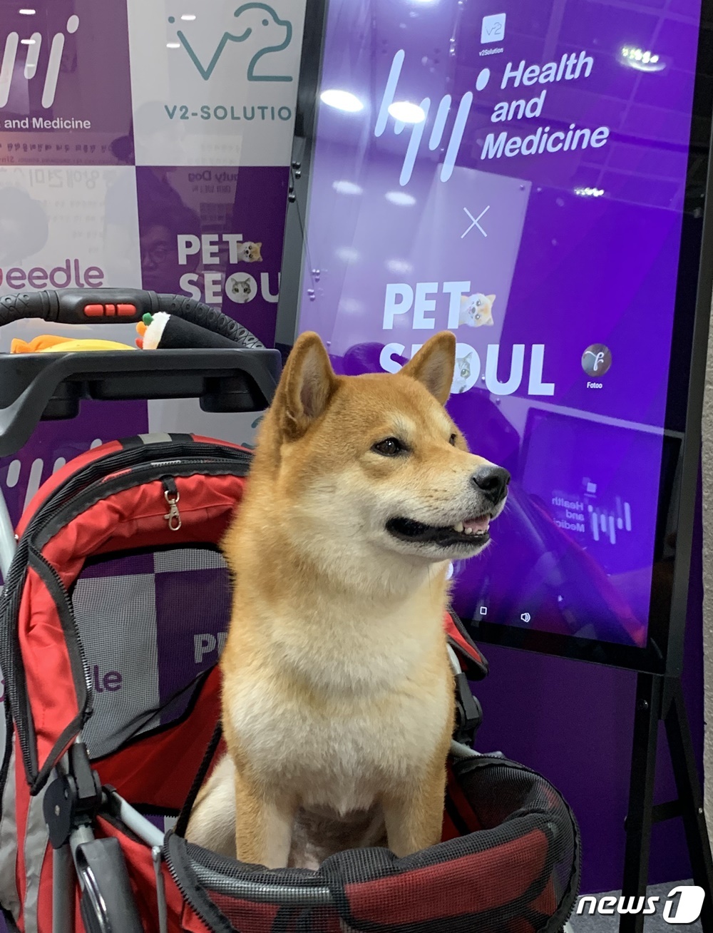 9일 열린 코엑스 펫서울 행사장에서 유모차에  앉아 있는 강아지. © 뉴스1