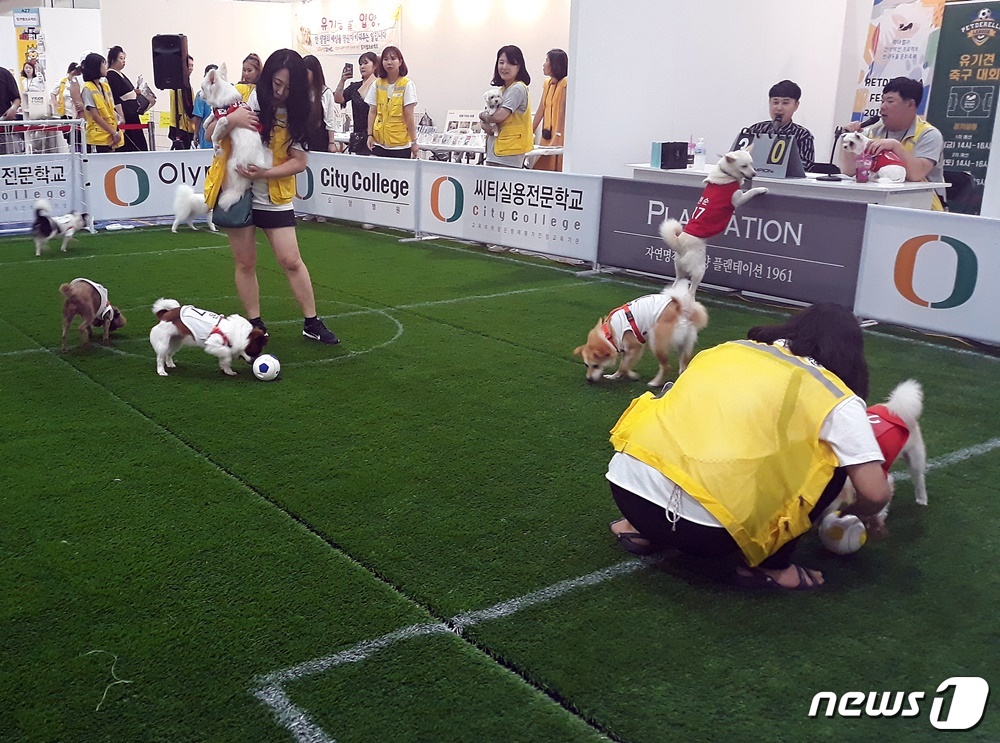 9일 열린 코엑스 펫서울에서는 유기견 축구대회가 열렸다. © 뉴스1 최서윤 기자