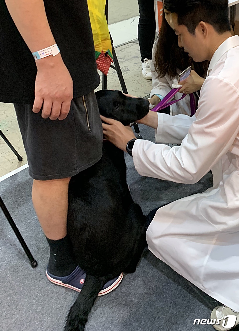 9일 열린 코엑스 펫서울에서 해마루동물병원 수의사가 반려동물 응급처치를 하고 있다. © 뉴스1