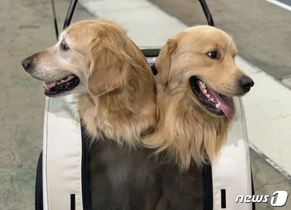 9일 열린 코엑스 펫서울에 들어온 리트리버 종의 강아지들. 전용 캐리어에 앉아 있다. © 뉴스1