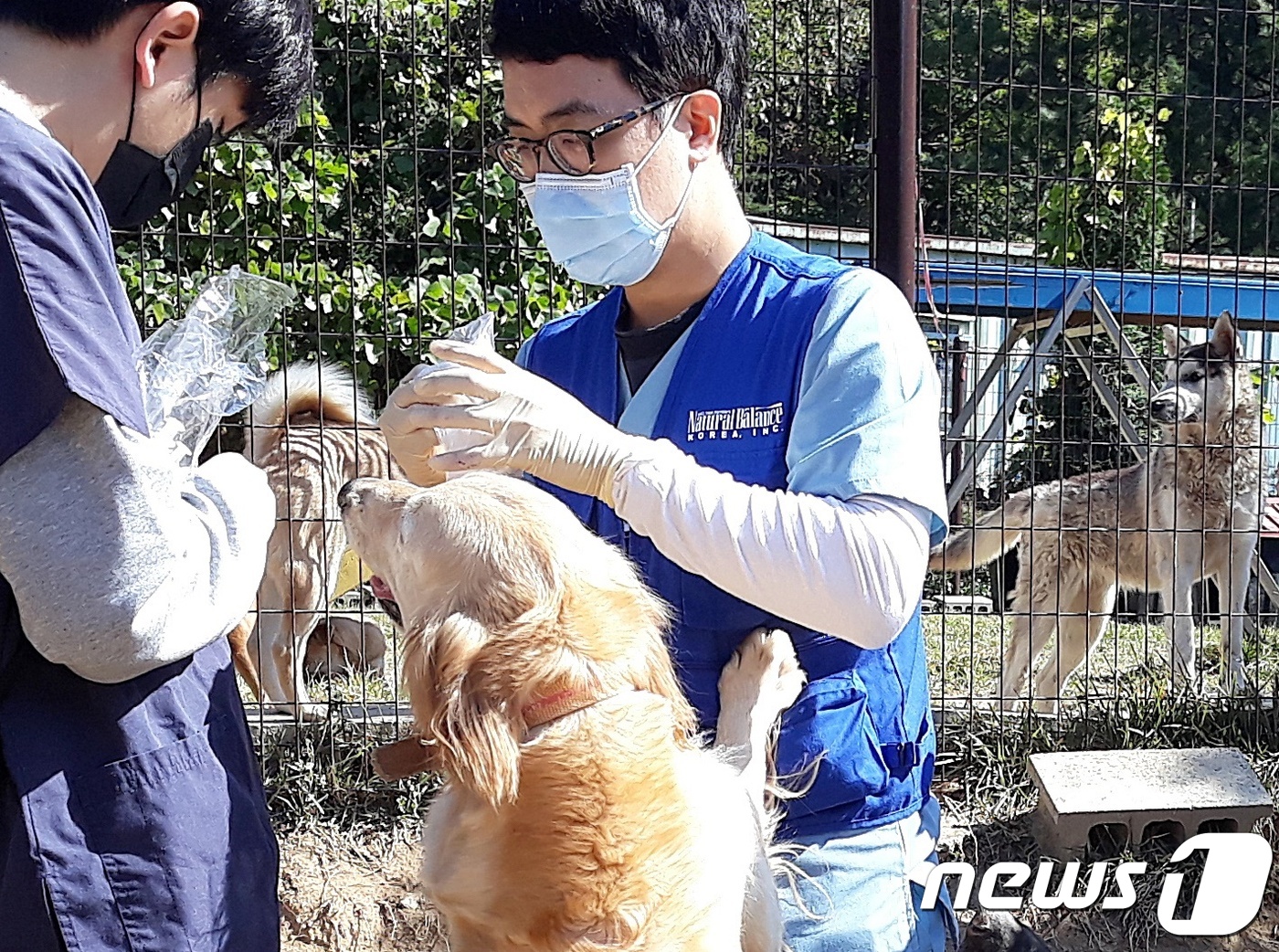 윤병국 수의사(오른쪽)가 지난 19일 유기동물에게 예방접종을 하고 있다. © 뉴스1 최서윤 기자