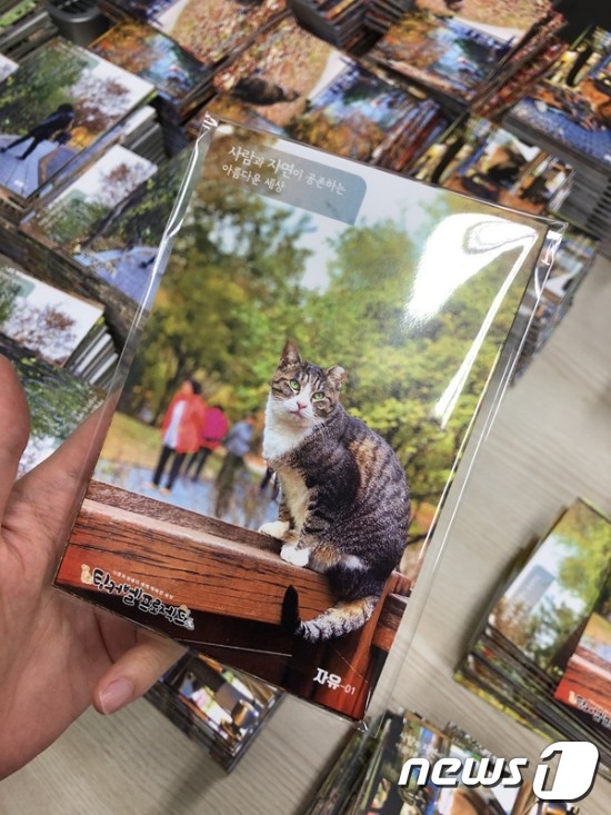 길고양이 엽서. 사진 팅커벨프로젝트 제공 © 뉴스1