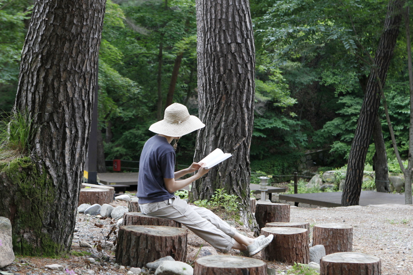 금강송 아래에서 책을 읽고 있는 모습.
