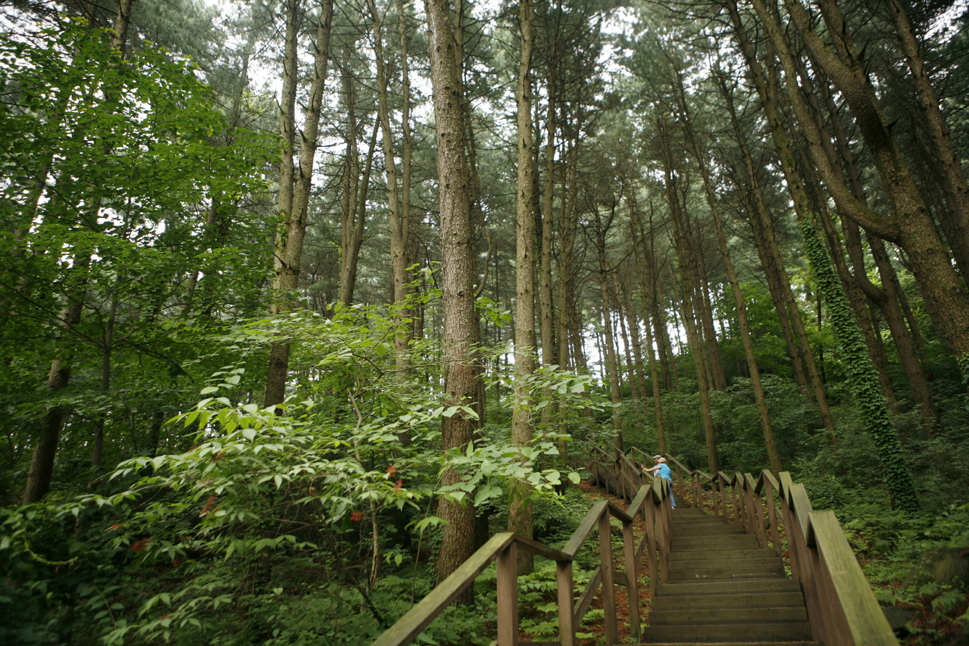 잣향기푸른숲 산책길.