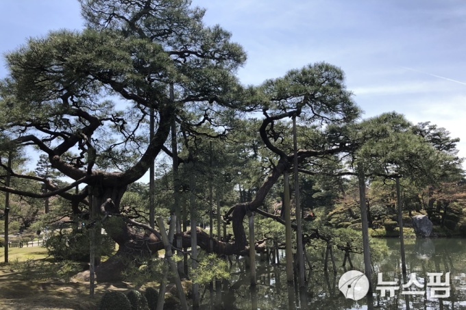 [가나자와(일본)=뉴스핌] 장주연 기자 = 겐로쿠엔의 상징인 가라사키노마쓰 2019.04.18 jjy333jjy@newspim.com