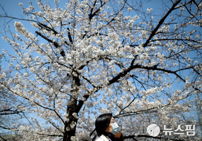 일본 교토에 있는 벚꽃 나무 뒤로 걸어 가고 있는 마스크를 쓴 시민. [사진= 로이터 뉴스핌]