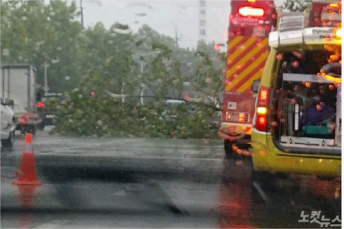 6일 오후 부산 사하구의 한 도롯가 가로수가 강풍에 쓰러졌다. (사진=부산경찰청 제공)