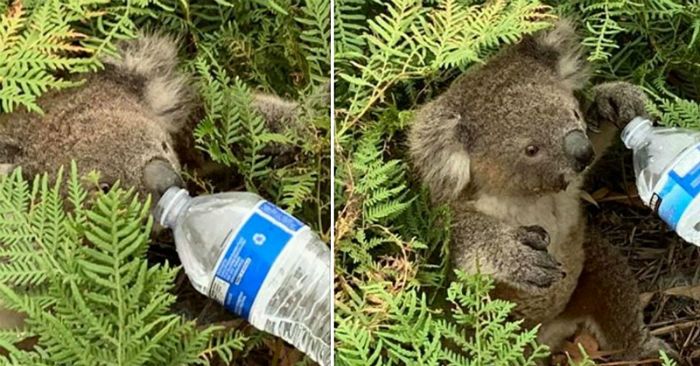 최악의 산불을 겪고 있는 호주에서 다치지 않고 구조된 한 코알라가 '한 줄기 희망의 빛'으로 불리고 있다 (사진=트위터 캡처)
