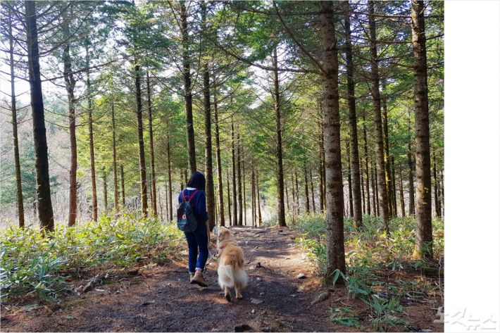 강원도 선자령 풍차길(관광공사 제공)