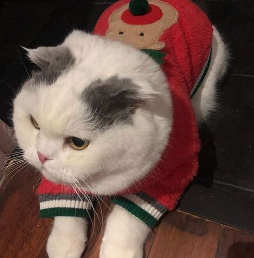고양이 안주.