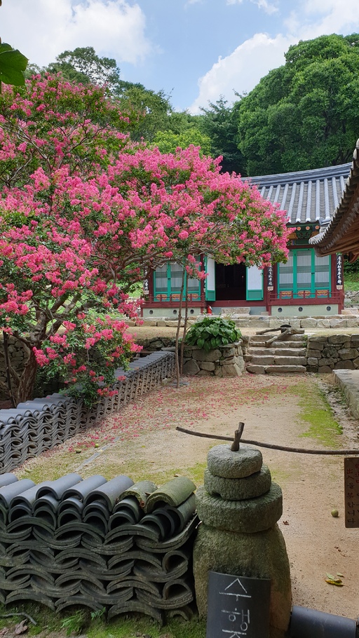 서난 개심사 경허당 마당을 수놓은 배롱나무 꽃